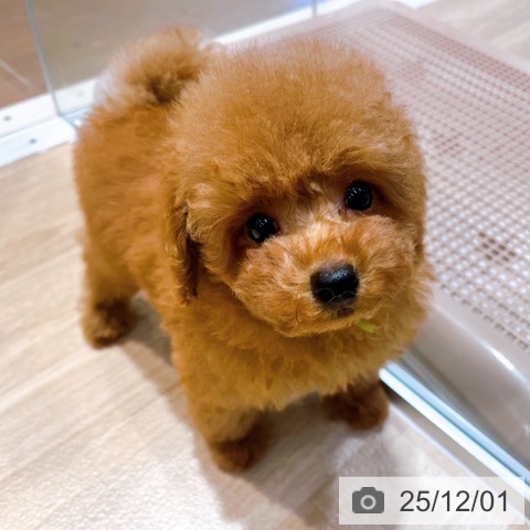 トイ・プードルの写真