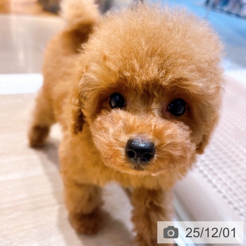 トイ・プードルの写真