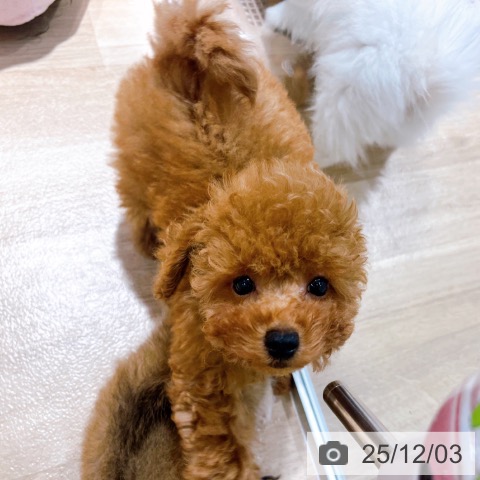 トイ・プードルの写真