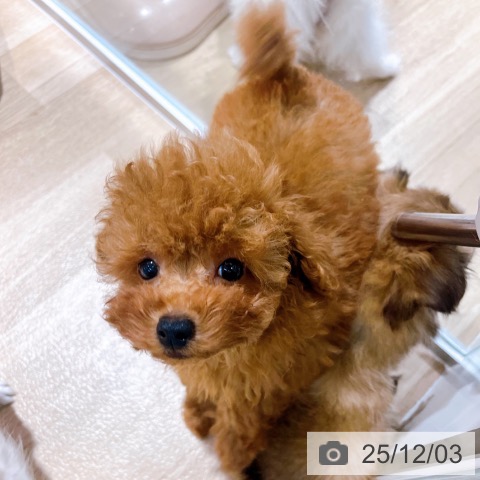 トイ・プードルの写真