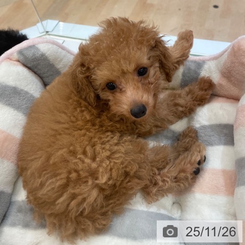 大阪府のトイプードル(トイ) (ペットプラス 大阪ドームシティ店/2025年9月20日生まれ/女の子/レッドフォーン)の子犬の4枚目の画像