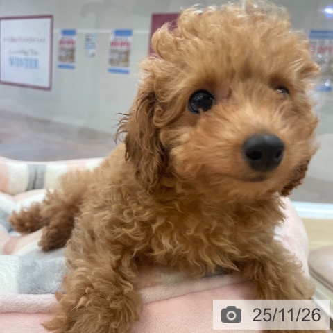 大阪府のトイプードル(トイ) (ペットプラス 大阪ドームシティ店/2025年9月20日生まれ/女の子/レッドフォーン)の子犬の3枚目の画像