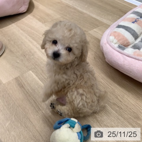 トイ・プードルの写真