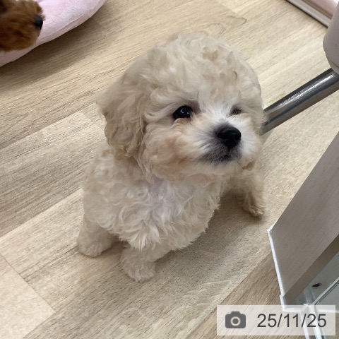 トイ・プードルの写真