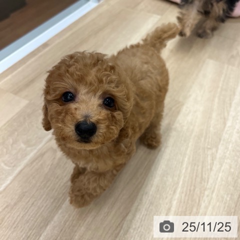 トイ・プードルの写真