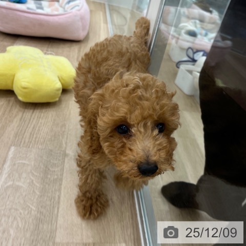 大阪府のトイプードル(トイ) (ペットプラス りんくう泉南店/2025年9月24日生まれ/男の子/アプリコット)の子犬の3枚目の画像