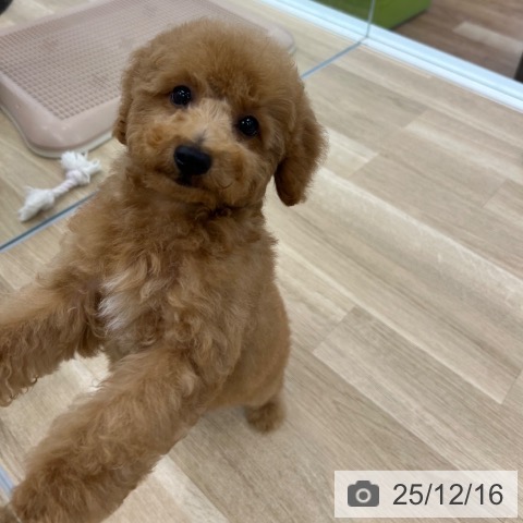 大阪府のトイプードル(トイ) (ペットプラス 松原店/2025年9月24日生まれ/男の子/アプリコット)の子犬の3枚目の画像