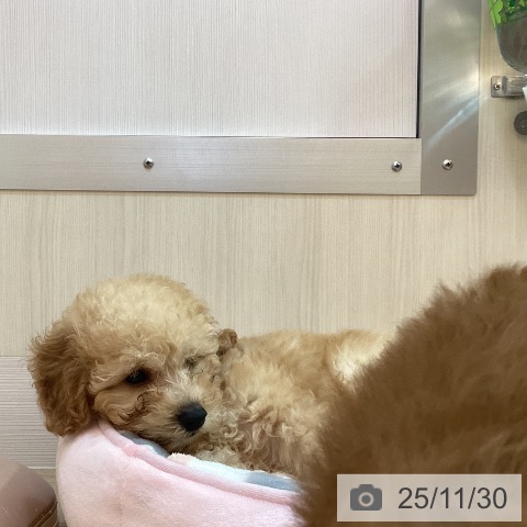 トイ・プードルの写真