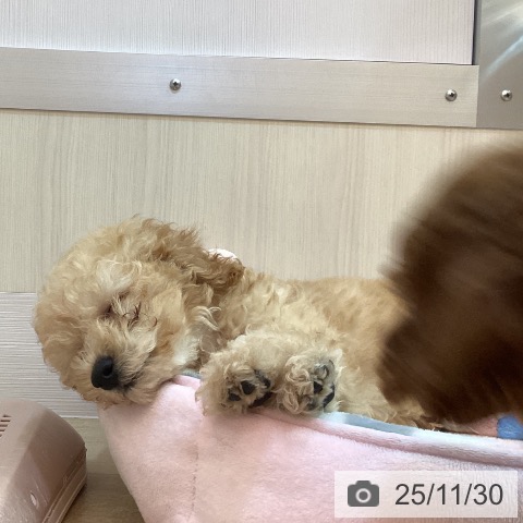 トイ・プードルの写真