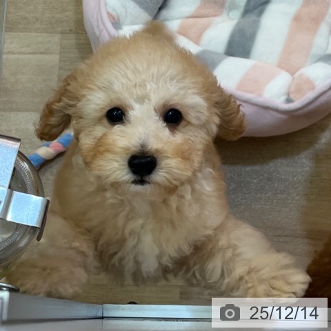 兵庫県のトイプードル(トイ) (ペットプラス 姫路大津店/2025年9月24日生まれ/男の子/アプリコット)の子犬の4枚目の画像