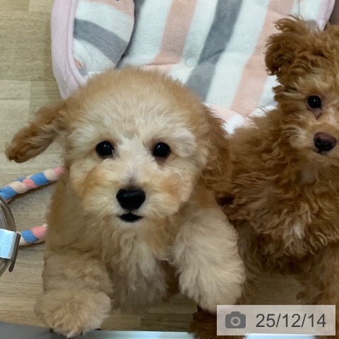 兵庫県のトイプードル(トイ) (ペットプラス 姫路大津店/2025年9月24日生まれ/男の子/アプリコット)の子犬の3枚目の画像