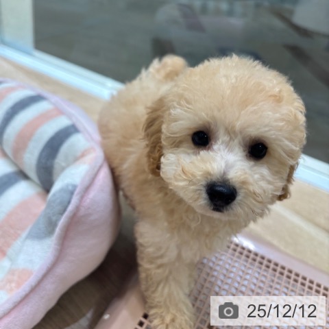 トイ・プードルの写真