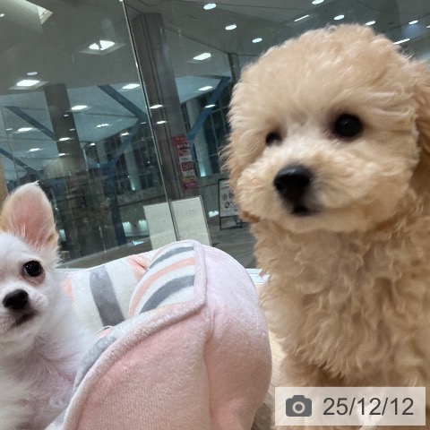 トイ・プードルの写真