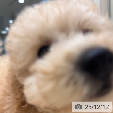 トイ・プードルの写真