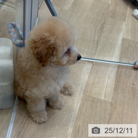 大阪府のトイプードル(トイ) (ペットプラス 堺北花田店/2025年9月24日生まれ/男の子/アプリコット)の子犬の4枚目の画像