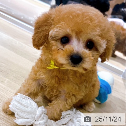 トイ・プードルの写真