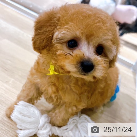 トイ・プードルの写真