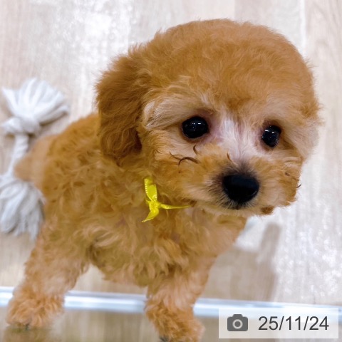 トイ・プードルの写真