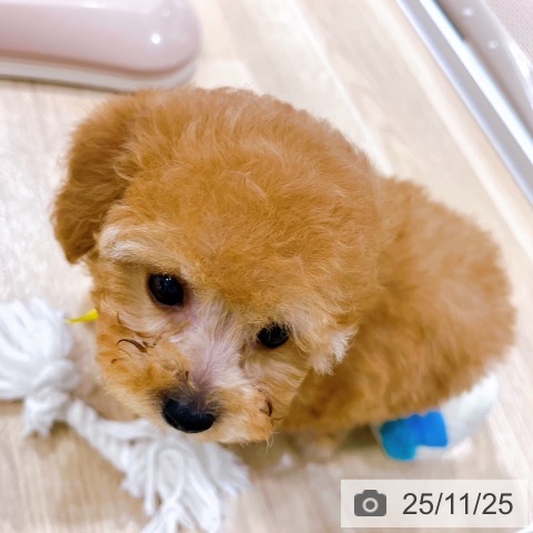 トイ・プードルの写真