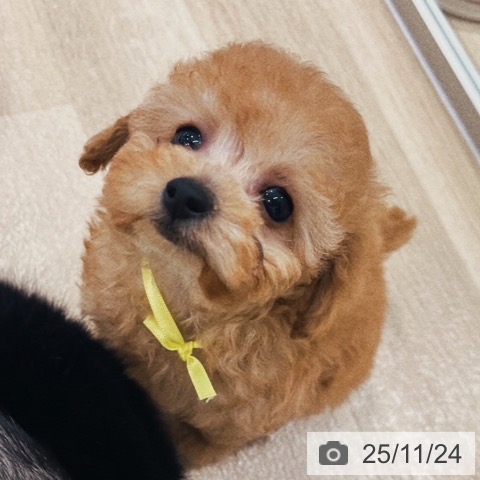 トイ・プードルの写真