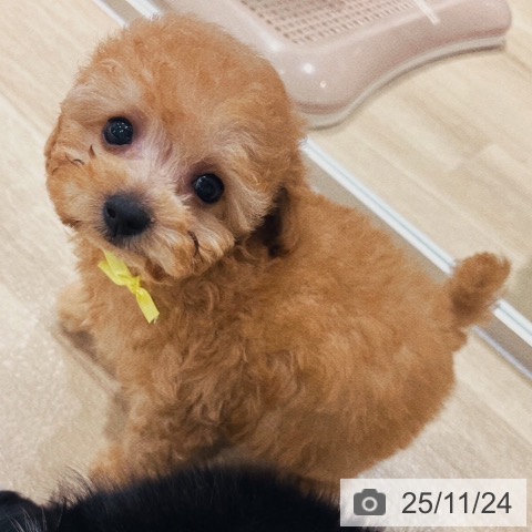 トイ・プードルの写真