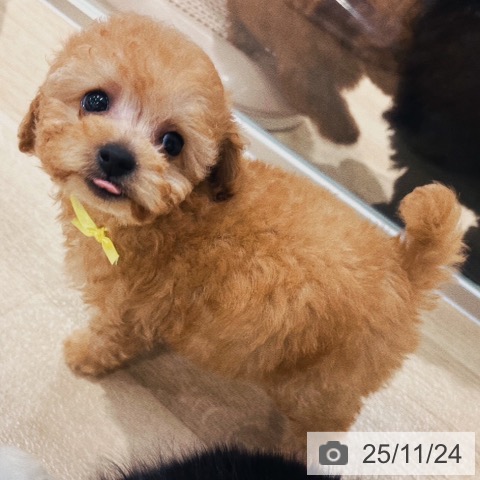 トイ・プードルの写真