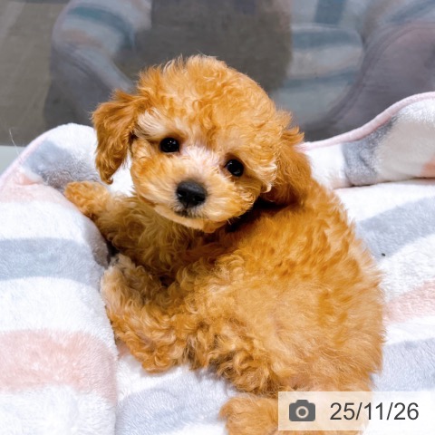 トイ・プードルの写真