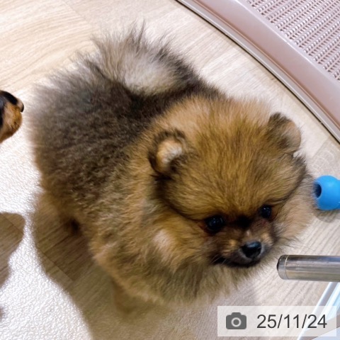 ポメラニアンの写真
