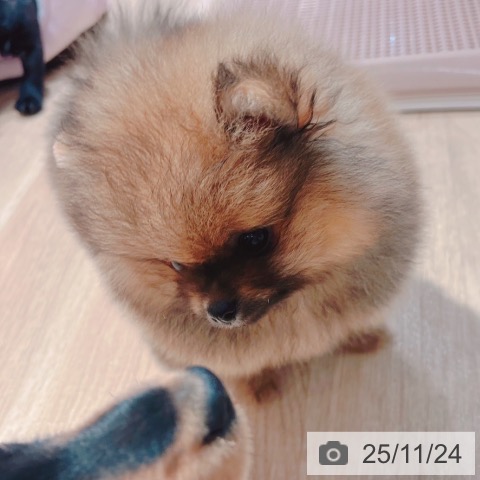 ポメラニアンの写真