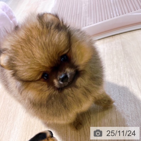 ポメラニアンの写真