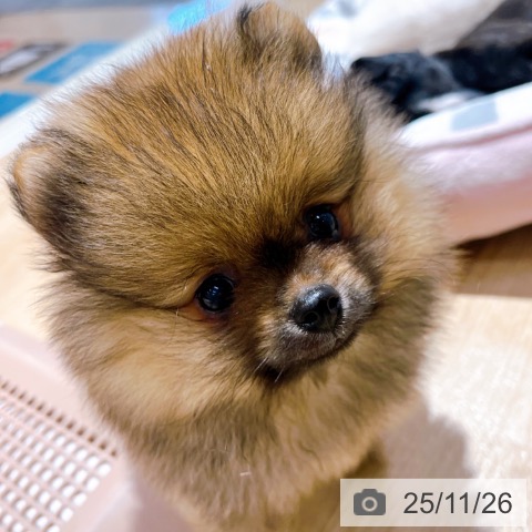 ポメラニアンの写真