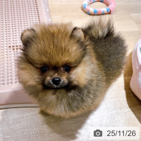 ポメラニアンの写真