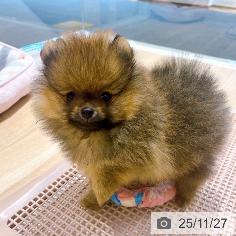 大阪府のポメラニアン (ペットプラス イオン大日店/2025年9月23日生まれ/男の子/オレンジセーブル)の子犬の4枚目の画像