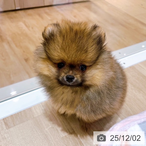 大阪府のポメラニアン (ペットプラス イオン大日店/2025年9月23日生まれ/男の子/オレンジセーブル)の子犬の3枚目の画像
