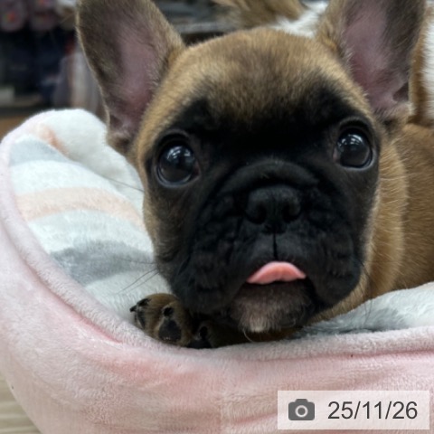 フレンチ・ブルドッグの写真