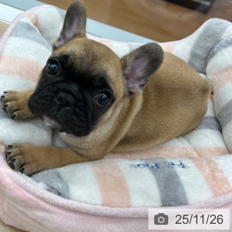 フレンチ・ブルドッグの写真
