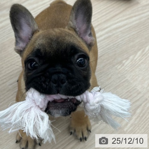 京都府のフレンチブルドッグ (ペットプラス 京都桂川店/2025年9月23日生まれ/男の子/フォーン)の子犬の3枚目の画像