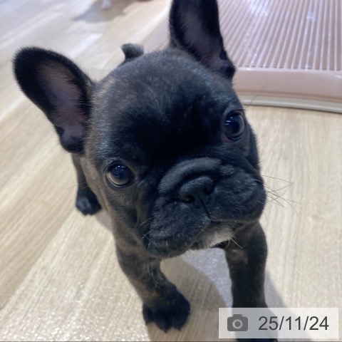 フレンチ・ブルドッグの写真
