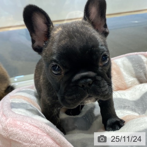 フレンチ・ブルドッグの写真