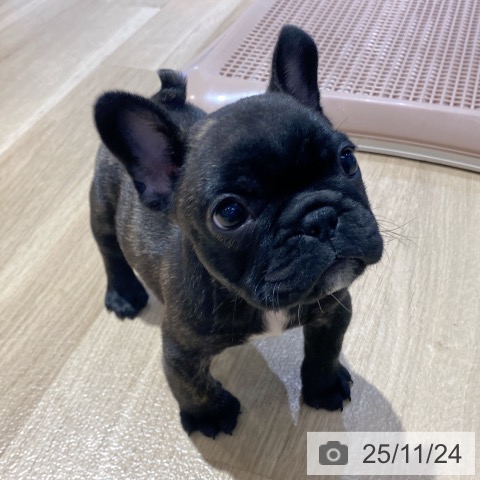 フレンチ・ブルドッグの写真