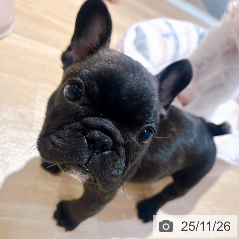 フレンチ・ブルドッグの写真