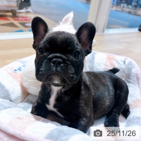 フレンチ・ブルドッグの写真