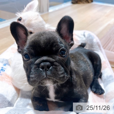 フレンチ・ブルドッグの写真