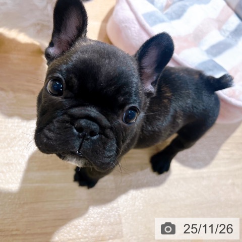 フレンチ・ブルドッグの写真