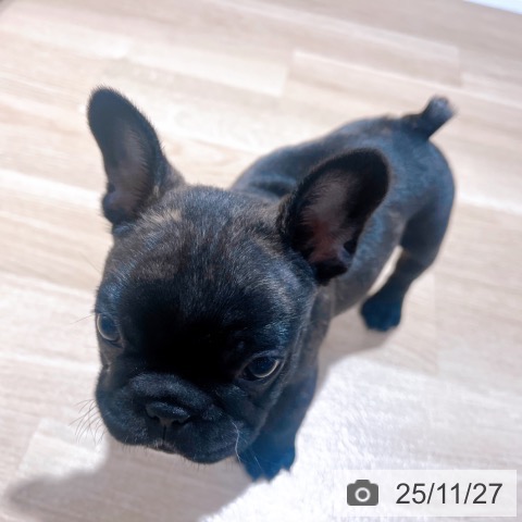 フレンチ・ブルドッグの写真