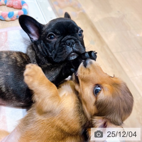 大阪府のフレンチブルドッグ (ペットプラス イオン大日店/2025年9月23日生まれ/男の子/ブリンドル)の子犬の3枚目の画像