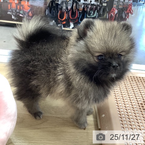 ポメラニアンの写真