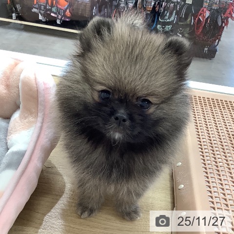 ポメラニアンの写真