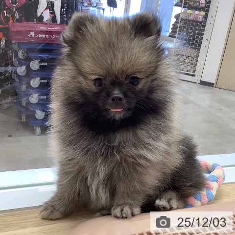 兵庫県のポメラニアン (ペットプラス 明石店/2025年9月19日生まれ/男の子/ウルフセーブル)の子犬の3枚目の画像