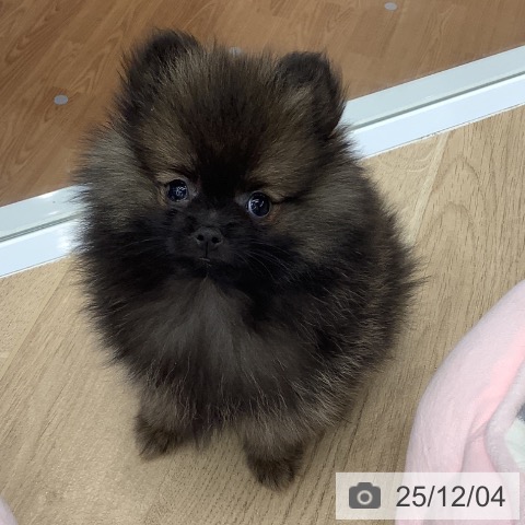 大阪府のポメラニアン (ペットプラス りんくう泉南店/2025年9月19日生まれ/女の子/ウルフセーブル)の子犬の4枚目の画像